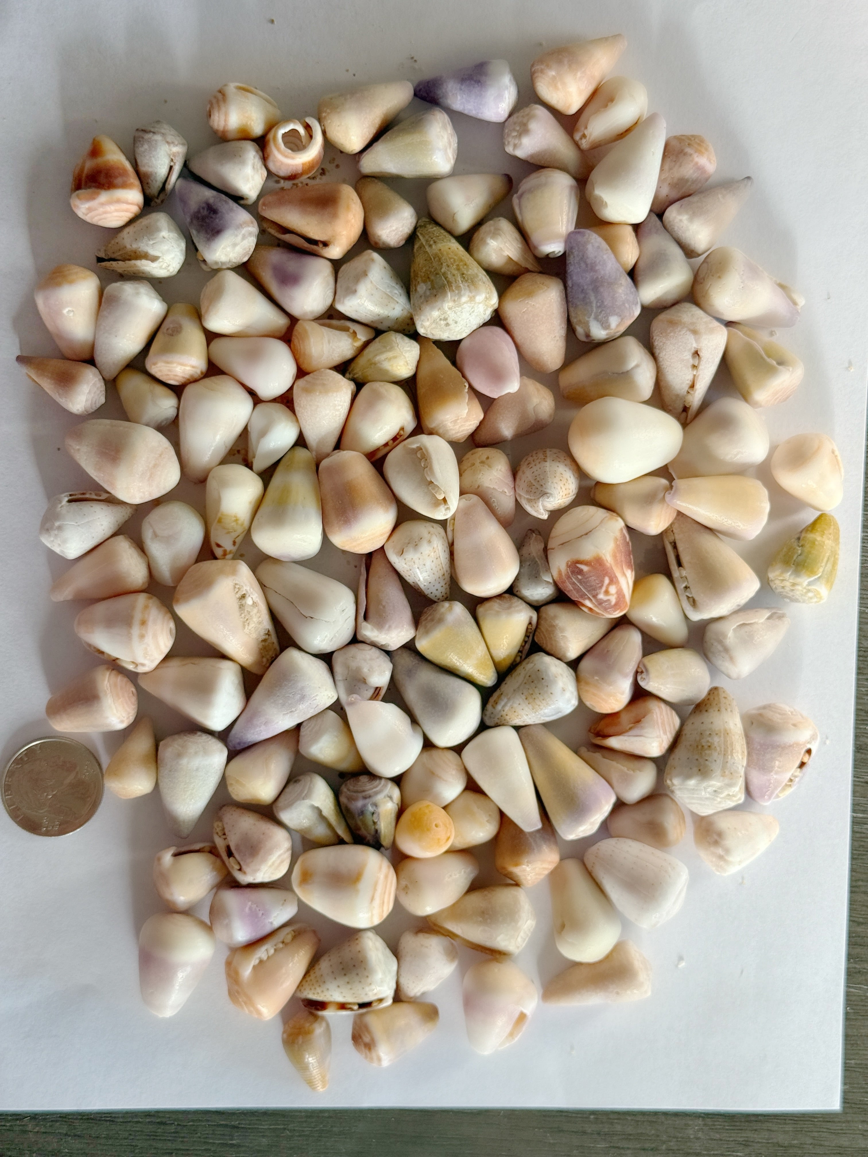Shell Lots